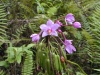 20000830_wild_orchid