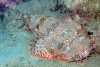 20020907-titan-scorpionfish-1