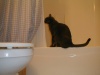 1999-11-20 gato-in-bathroom