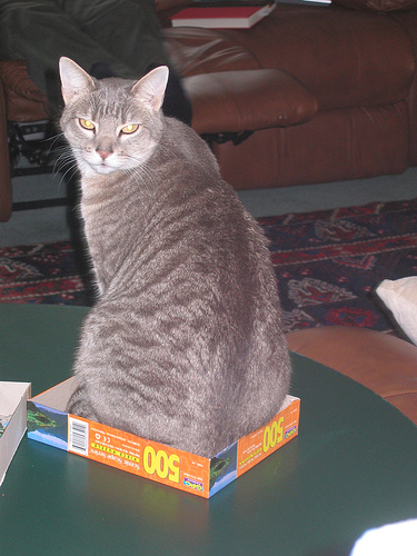 Bas in the Puzzle Box