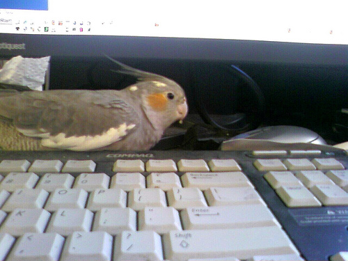 Bird Helps Me Work