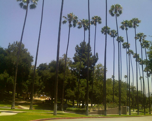 Tall palms at Brand Park.