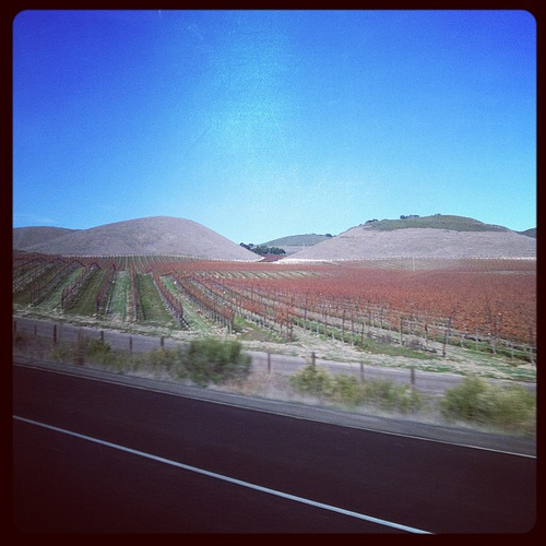 Vineyards in the beautiful Central Coast of Alta California. Viceroyalty of Nueva España