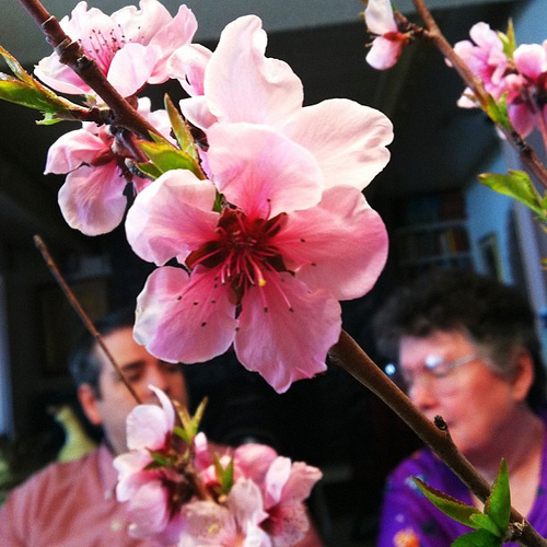 Peach blossoms with @artlung and Mom.