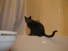 1999-11-20 gato-in-bathroom-huh